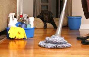 Chất tẩy rửa, lông thú, độ ẩm… là các tác nhân gây dị ứng trong các nhà chung cư căn hộ